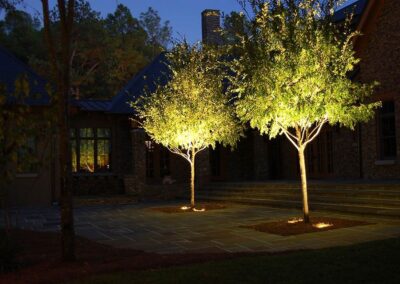 Uplight Trees