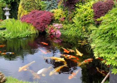 Koi Pond